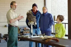 great horned owl in natural habitat