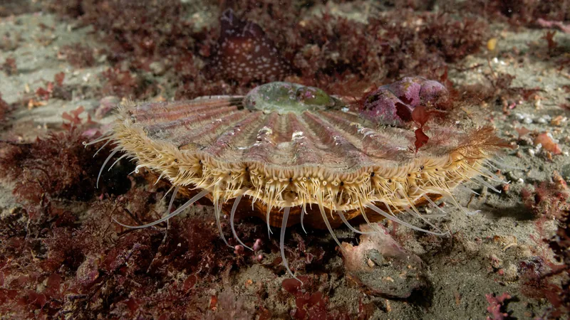 Great scallop resting on the seabed, its shell gaping and fringed with tentacles
