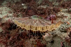 Great scallop resting on the seabed, its shell gaping and fringed with tentacles