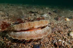 Great scallop half open on gravel, a row of tentacles along its mantle edge