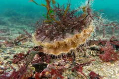 Great scallop with red seaweed growing on its upper shell