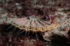 Great scallop recessed into the seabed among red weed