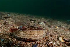 Great scallop lying flat on a sandy seabed in green water
