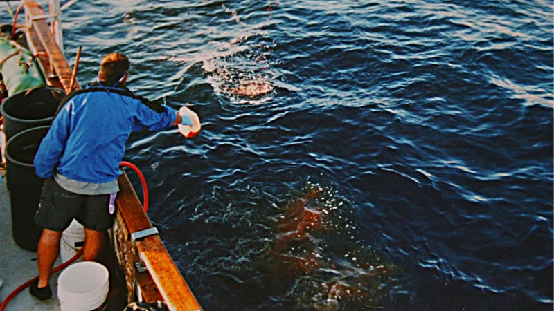 Great White Shark swimming in open oceanic waters