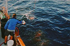 Great White Shark swimming in open oceanic waters