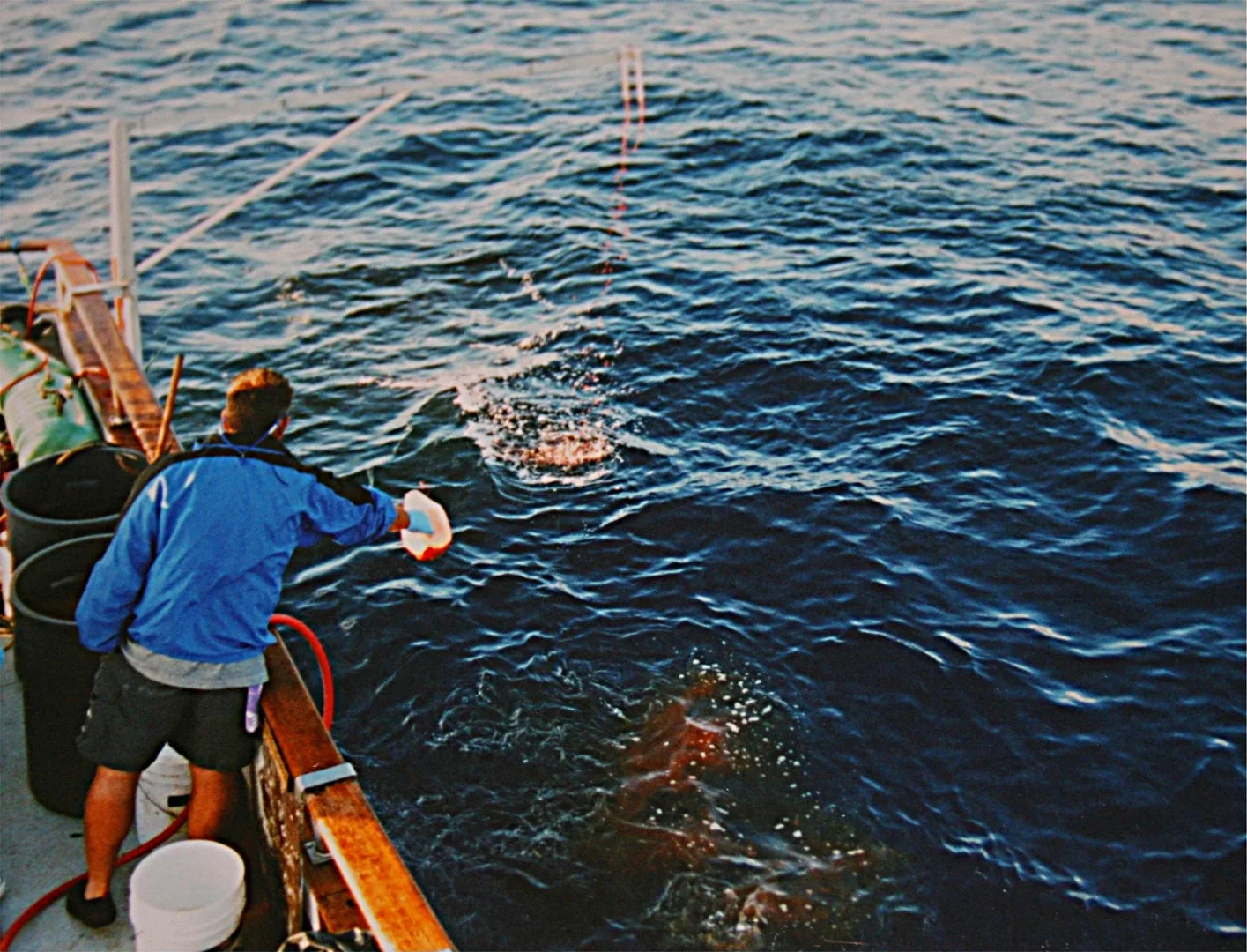 Great White Shark swimming in open oceanic waters