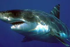 Great White Shark swimming in open oceanic waters
