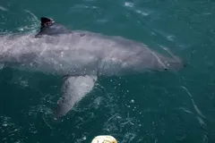 Great White Shark swimming in open oceanic waters