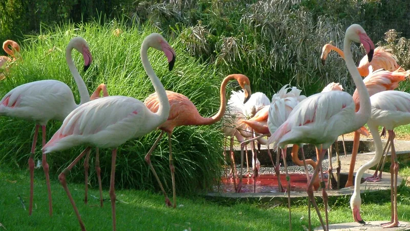 Greater Flamingo in natural habitat