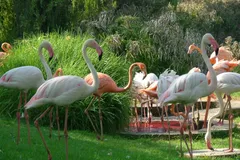 Greater Flamingo in natural habitat