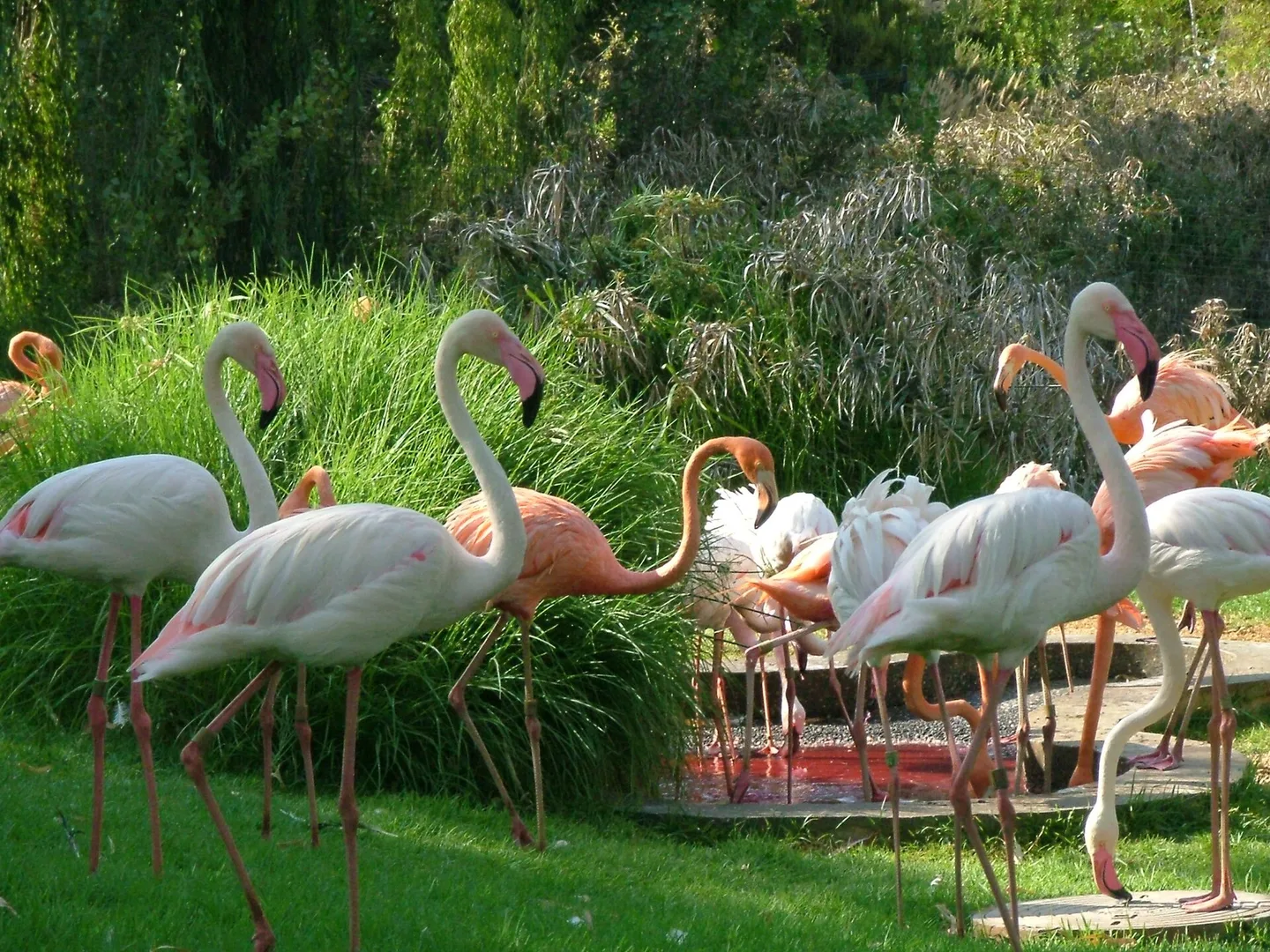 Greater Flamingo in natural habitat