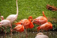 Greater Flamingo in natural habitat