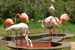 Greater Flamingo in natural habitat