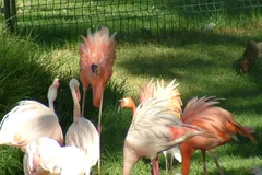Greater Flamingo in natural habitat
