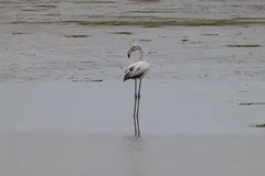 Greater Flamingo in natural habitat