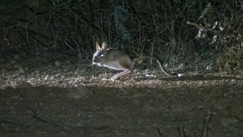 A greater jerboa hopping along a dirt track at night in torchlight, eyes shining, scrub behind it