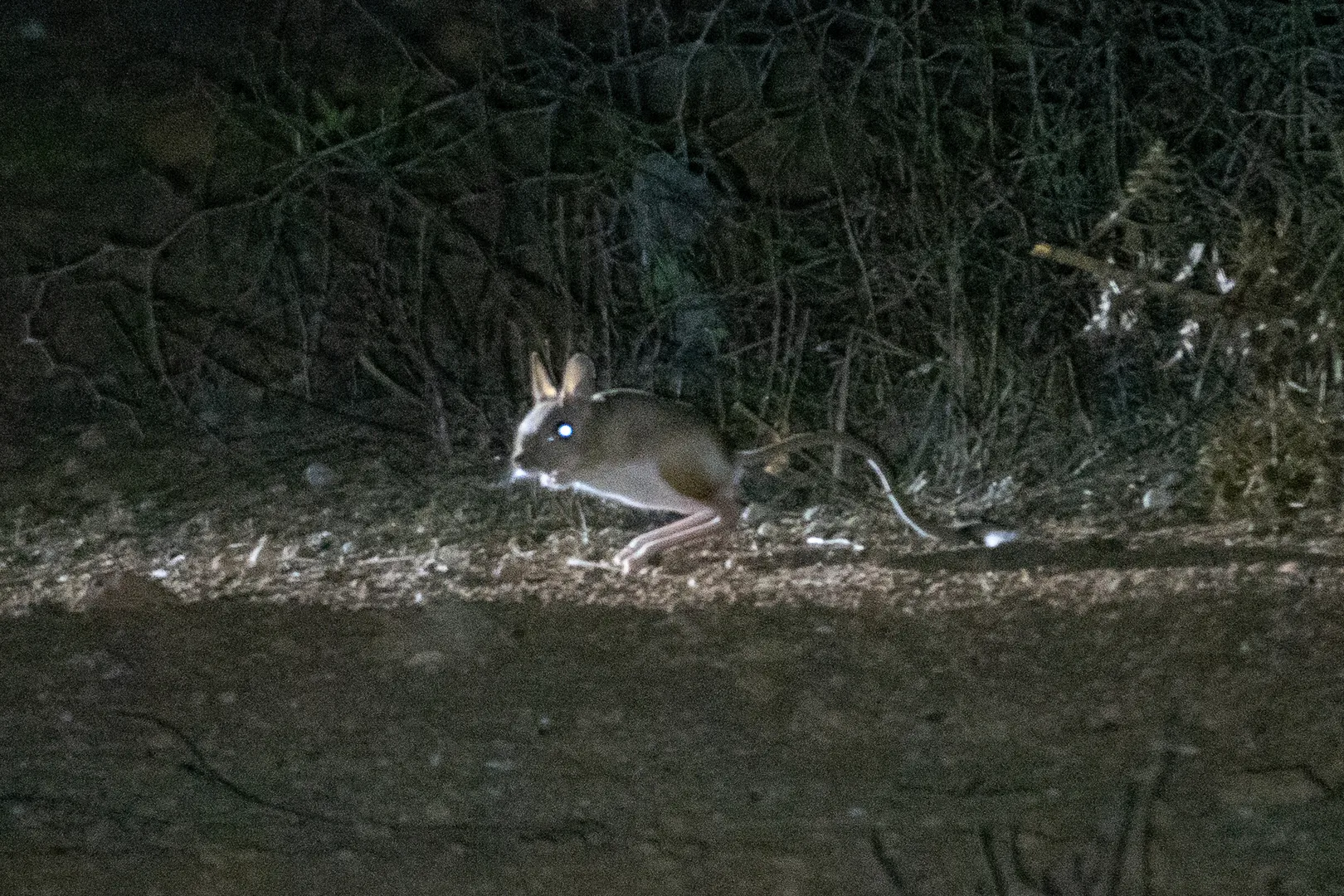 Greater Jerboa