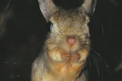 Close-up of a greater jerboa facing forward, with long whiskers, a pink nose and its forepaws held under its chin