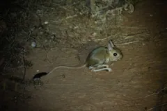 A sandy-brown greater jerboa on bare red earth at night, crouched on long hind feet, its black-and-white tufted tail stretched out behind