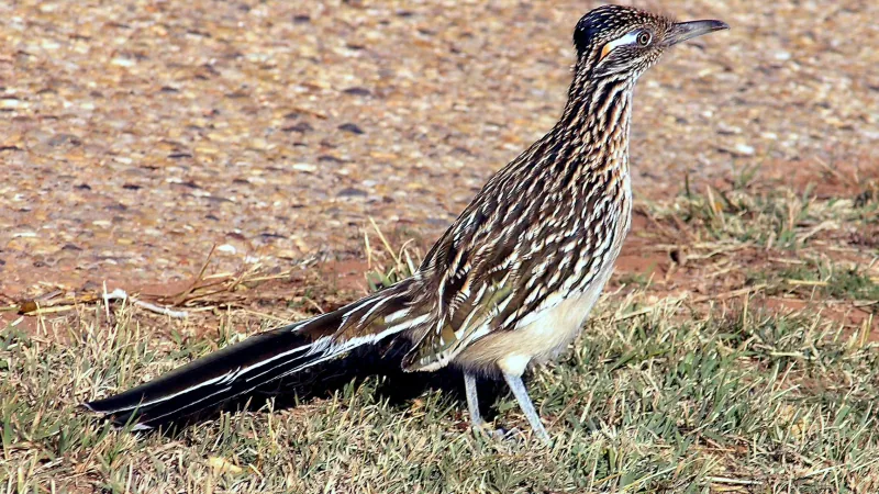 Greater roadrunner standing side-on in dry grass, its streaked brown-and-white plumage and long dark tail stretched out behind