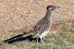 Greater roadrunner standing side-on in dry grass, its streaked brown-and-white plumage and long dark tail stretched out behind