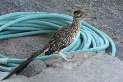 Greater roadrunner perched on a rock in front of a coiled turquoise garden hose, blue and orange skin showing behind its eye