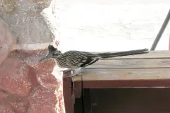 Greater roadrunner with its crest raised, stepping along a wooden ledge beside a red stone wall
