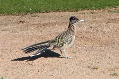 Greater roadrunner standing on bare sandy ground with its tail fanned and its shadow falling to the left