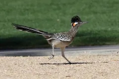 Greater roadrunner mid-stride on gravel, crest up and tail raised, with an orange and blue patch behind its eye