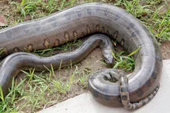 green anaconda in natural habitat