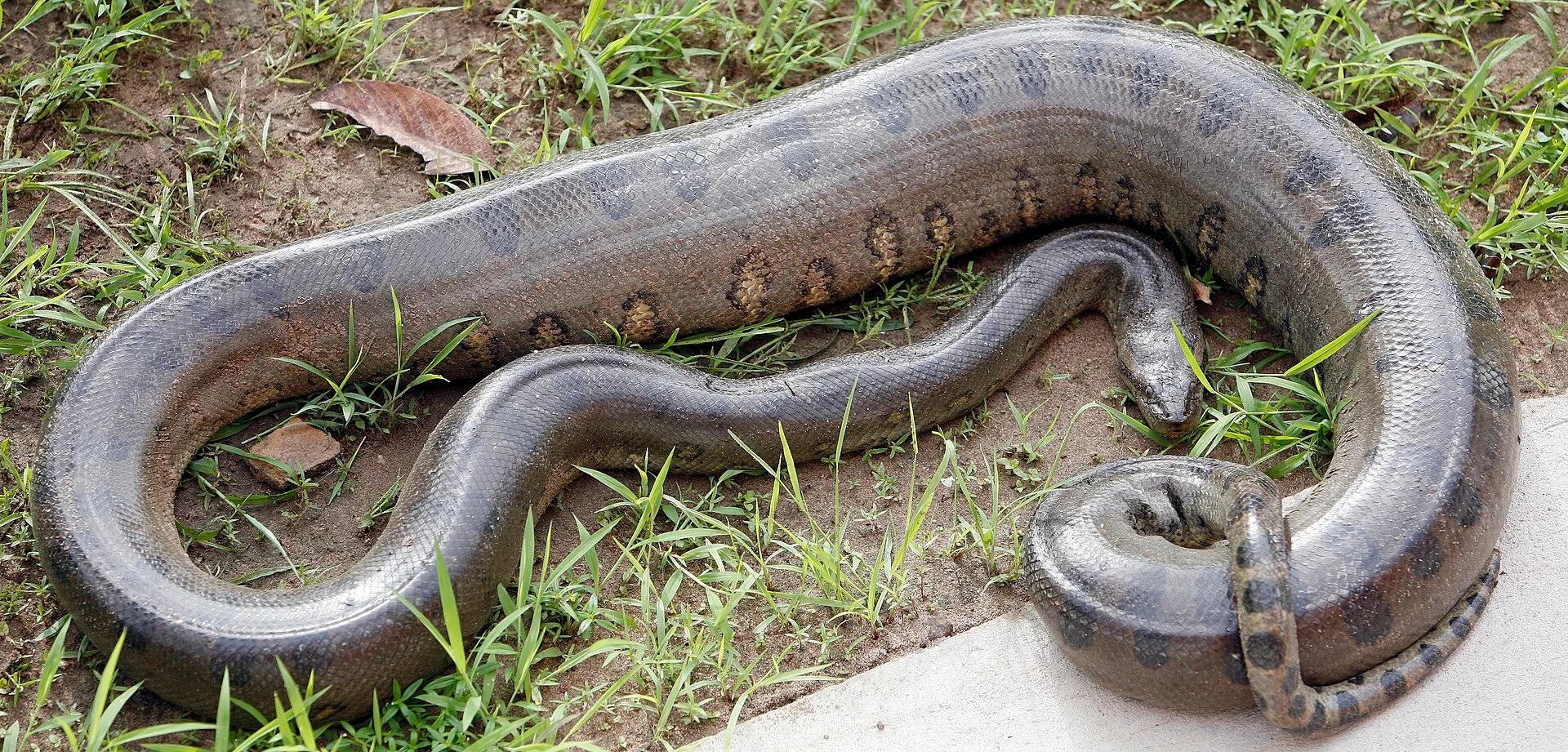 green anaconda in natural habitat