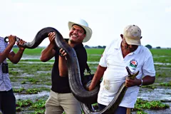 green anaconda in natural habitat