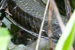 green anaconda in natural habitat
