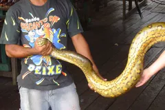 green anaconda in natural habitat