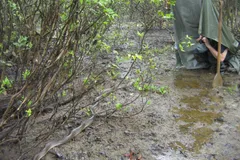 green anaconda in natural habitat