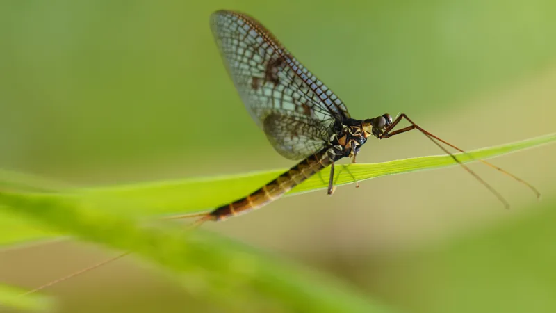 Mayfly with dark veined wings and long tails perched on a grass blade