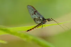 Mayfly with dark veined wings and long tails perched on a grass blade