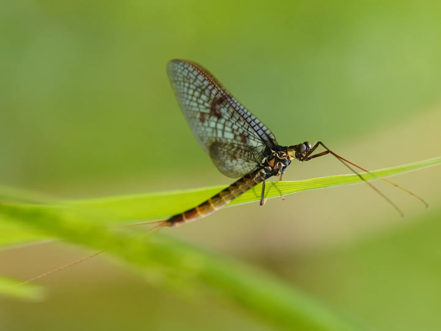 Mayfly with dark veined wings and long tails perched on a grass blade