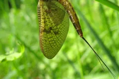 Green drake mayfly hanging from a grass stem with its wings folded upright