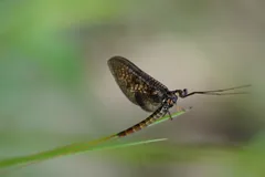 Side view of a mayfly with brown wings and three long tails on a stem