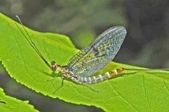 Mayfly with clear patterned wings resting on a green leaf