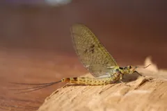 Pale yellow mayfly with long tails resting on a wooden surface
