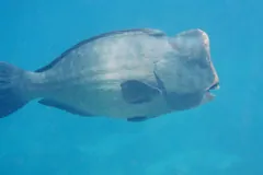 Large grey-green humphead parrotfish in open blue water, its bulging forehead in profile