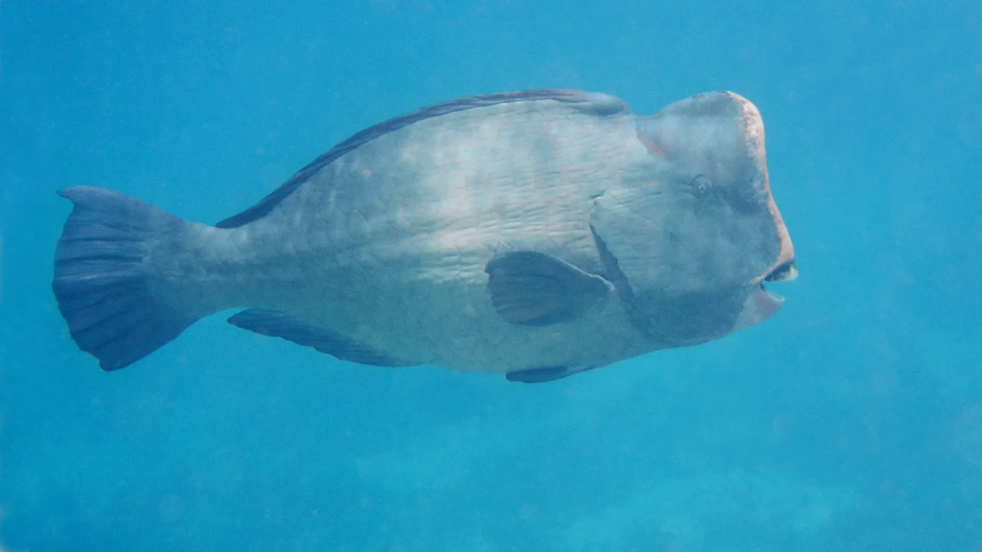 Green Humphead Parrotfish