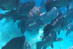 Dense school of humphead parrotfish swimming together just below the surface