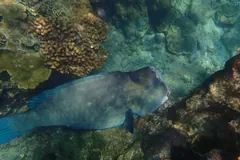 Humphead parrotfish nosing along a coral wall with its beak-like mouth
