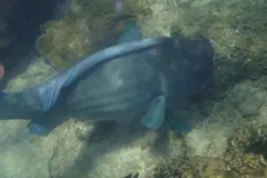 Dark humphead parrotfish gliding low over a sandy, rubble-strewn reef