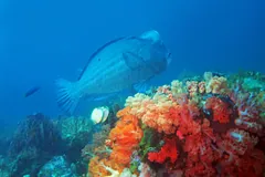 Blue-green humphead parrotfish above bright orange coral