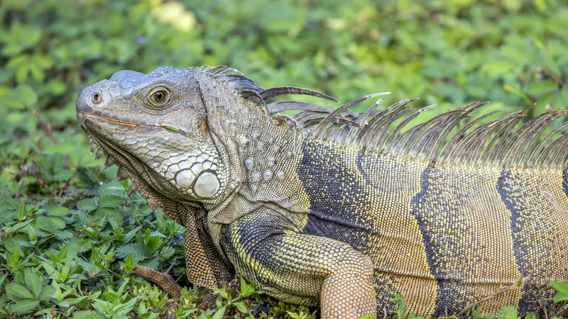 Grey-green iguana with a spiny crest resting among low green plants