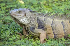 Grey-green iguana with a spiny crest resting among low green plants